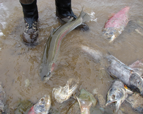 Rainbow Trout